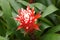 Unusual, beautiful and long blooming flower guzmania hope