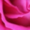 Unusual Beautiful tender colorful pink rose blurred background