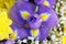 Unusual Beautiful tender iris and yellow flowers background