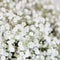 Unusual Beautiful tender white flowers background