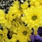 Unusual Beautiful tender yellow flowers background