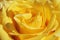 Unusual Beautiful tender yellow rose background