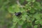 Unusual black fly with red legs