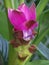 Unusual bloom found on the healthy Tumeric Plant