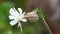 Unusual blossom of the Bladder Campion, Silene vulgaris