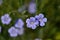 Unusual blue flowers Fresh, Wildflower , flowers, green background