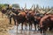 Unusual brown meat cows with long horns. Traditionally grown in Uganda. A shepherd grazes cows