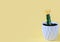 Unusual cactus grown of two species of cacti. succulent plant in white pot on yellow background, home plants, city jungle concept