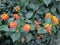 An unusual camera click of lantana shrubs with green leaves, yellowish orange colored flowers