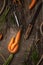 Unusual carrots on an old wooden table