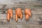 Unusual carrots on a wooden background