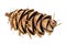 Unusual cedar pine cones is isolated white background