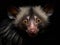 The Unusual Charm of the Aye-Aye in Nocturnal Forest