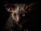 The Unusual Charm of the Aye-Aye in Nocturnal Forest