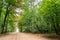 Unusual colorful autumn forest and dirt road. High dynamic range. The forest in bright and rich colors