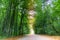 Unusual colorful autumn forest and dirt road. High dynamic range. The forest in bright and rich colors