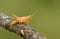 A unusual coloured Grasshopper perching on a twig.