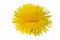 Unusual dandelion isolated. Double flower on a white background