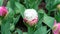 Unusual double flowered pink and white Ice cream tulip.