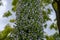 Unusual Echium Pininana flowering plant, endemic to the Canary Islands. Photographed in the Middle Temple garden, London, UK.