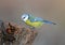 Unusual extra close up portrait of blue tit in warm morning light.