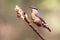 Unusual extra close up portrait of eurasian nuthatch on feeder.