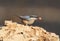 Unusual extra close up portrait of eurasian nuthatch with hazelnut