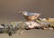 Unusual extra close up portrait of eurasian nuthatch with nut