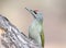 Unusual extra close up portrait of grey woodpecker on feeder.