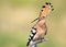 Unusual extra close up portrait of hoopoe with open crest from side view.