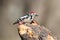 Unusual extra close up portrait of middle spotted woodpecker on feeder.