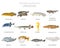 Unusual fish. Freshwater aquarium fish icon set flat style isolated on white