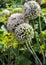 Unusual flowering of ordinary onions in the garden