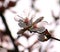 Unusual fluffy branches are adorned with delicate weightless white petals of numerous flowers.