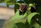 Unusual fluffy brown clematis flower among green leaves in summer