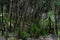 Unusual forest in the slopes of the mountains in the vicinity of the town of La Orotava.