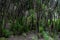 Unusual forest in the slopes of the mountains in the vicinity of the town of La Orotava.