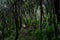 Unusual forest in the slopes of the mountains in the vicinity of the town of La Orotava.