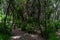 Unusual forest in the slopes of the mountains in the vicinity of the town of La Orotava.