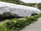 Unusual forms of dirty snow and beautiful alpine meadow flowers