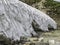 Unusual forms of dirty snow and beautiful alpine meadow flowers