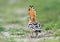 An unusual frame hoopoe with an open crown sits on the grass