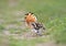 An unusual frame hoopoe with an open crown sits on the grass and shrugs.