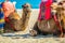 Unusual friendship between cat and camels on moroccan beach near Mediterranean Sea