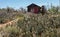 Unusual front yard, Chloride, Arizona