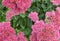 Unusual garden  designer pink flowers on a green background with place for text