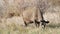 Unusual gray cow grazes in meadow in the deep autumn.