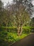 Unusual green tree grow in the park