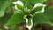 Unusual Green Trillium. White Trillium that have been infected with mycoplasma-like organisms