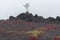 Unusual high elevation vegetation along the route 200 Saddle Road on the Big Island of Hawaii at the foot of Mauna Koa